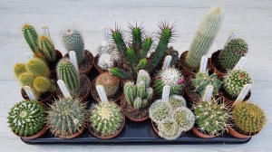 8.5cm Cacti (20)